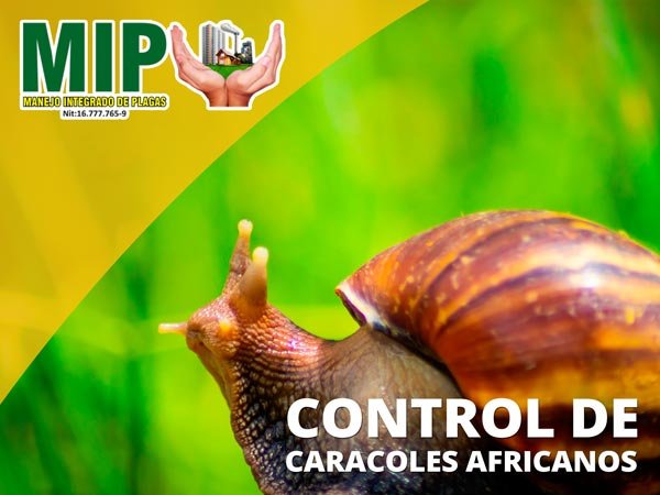Control de caracoles africanos en Cali
