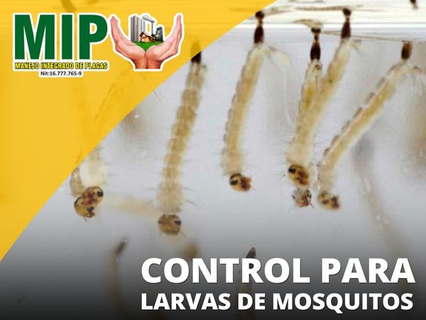 Control de larvas de mosquitos