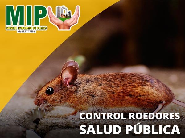 Control profesional de roedores